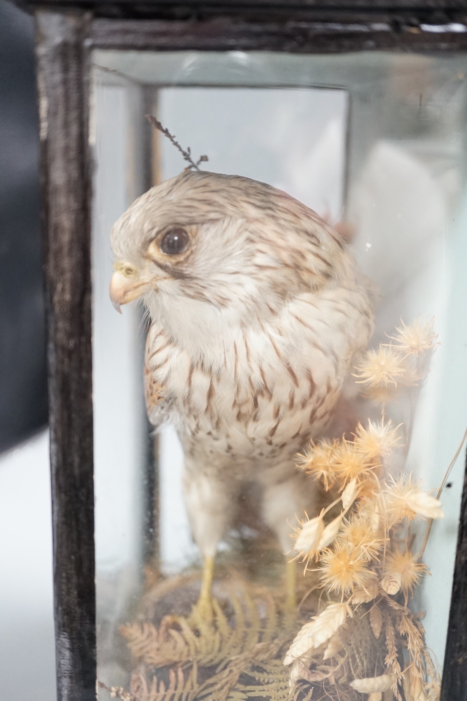 A cased taxidermic kestrel, case 31cms wide x 35cms high.